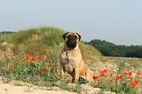 BULLMASTIFF 195